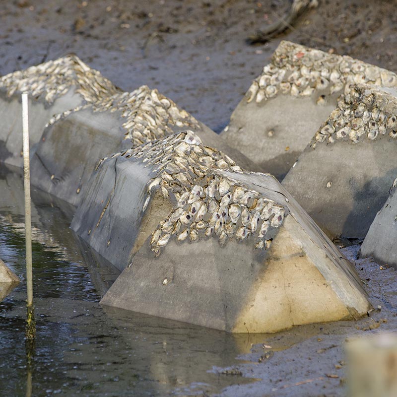 Concrete Buttress Reef